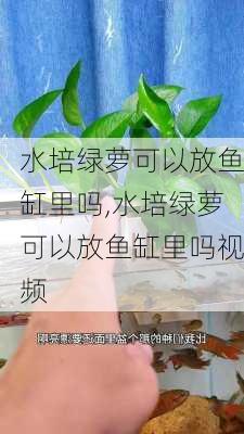 水培绿萝可以放鱼缸里吗,水培绿萝可以放鱼缸里吗视频