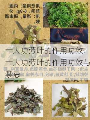 十大功劳叶的作用功效,十大功劳叶的作用功效与禁忌