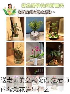 送老师的盆栽花语,送老师的盆栽花语是什么