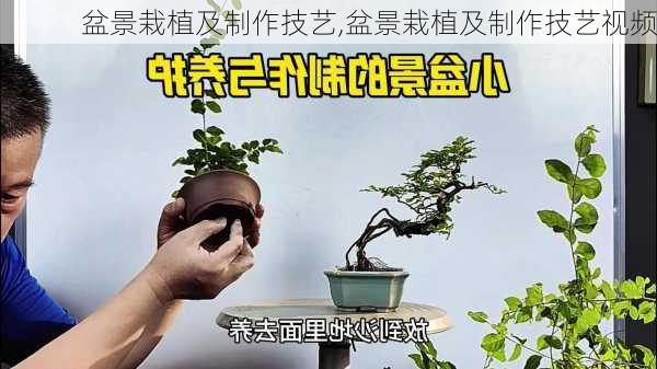 盆景栽植及制作技艺,盆景栽植及制作技艺视频