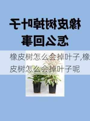 橡皮树怎么会掉叶子,橡皮树怎么会掉叶子呢