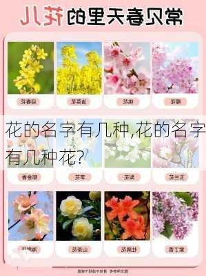 花的名字有几种,花的名字有几种花?