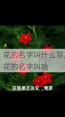 花的名字叫什么羽,花的名字叫啥