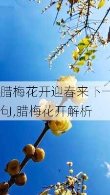 腊梅花开迎春来下一句,腊梅花开解析