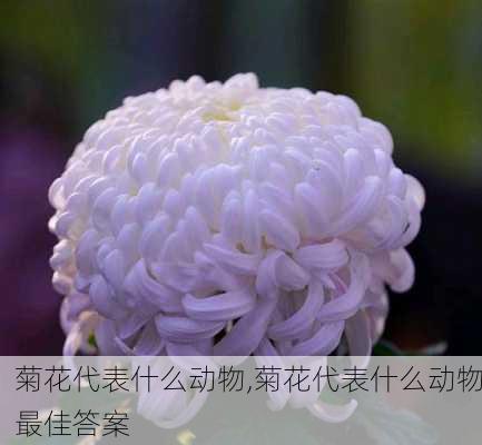 菊花代表什么动物,菊花代表什么动物最佳答案