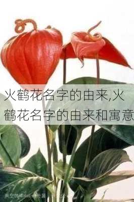 火鹤花名字的由来,火鹤花名字的由来和寓意