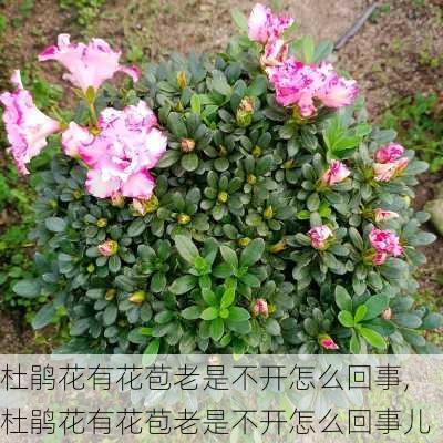 杜鹃花有花苞老是不开怎么回事,杜鹃花有花苞老是不开怎么回事儿