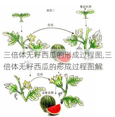 三倍体无籽西瓜的形成过程图,三倍体无籽西瓜的形成过程图解