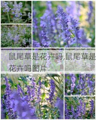 鼠尾草是花卉吗,鼠尾草是花卉吗图片