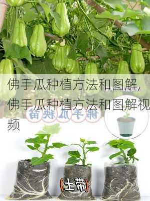 佛手瓜种植方法和图解,佛手瓜种植方法和图解视频