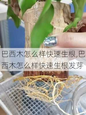 巴西木怎么样快速生根,巴西木怎么样快速生根发芽