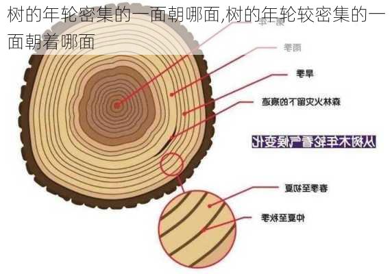 树的年轮密集的一面朝哪面,树的年轮较密集的一面朝着哪面