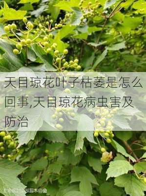 天目琼花叶子枯萎是怎么回事,天目琼花病虫害及防治