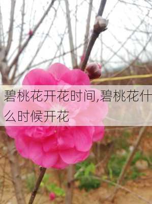 碧桃花开花时间,碧桃花什么时候开花