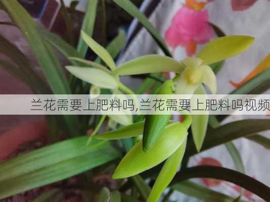 兰花需要上肥料吗,兰花需要上肥料吗视频