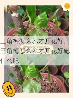 三角梅怎么养才开花好,三角梅怎么养才开花好施什么肥