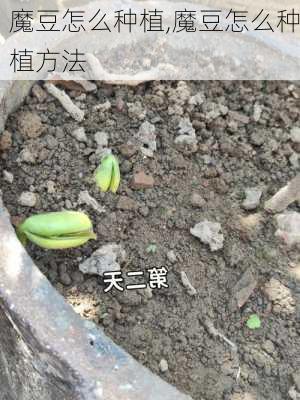 魔豆怎么种植,魔豆怎么种植方法