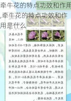 牵牛花的特点功效和作用,牵牛花的特点功效和作用是什么