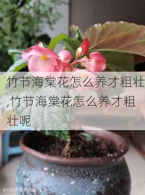 竹节海棠花怎么养才粗壮,竹节海棠花怎么养才粗壮呢