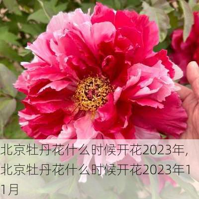 北京牡丹花什么时候开花2023年,北京牡丹花什么时候开花2023年11月