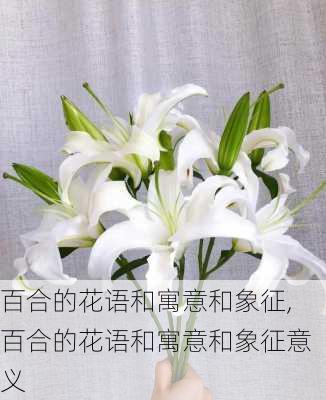 百合的花语和寓意和象征,百合的花语和寓意和象征意义