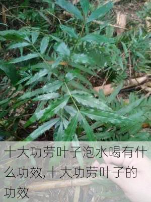 十大功劳叶子泡水喝有什么功效,十大功劳叶子的功效