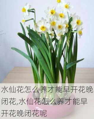 水仙花怎么养才能早开花晚闭花,水仙花怎么养才能早开花晚闭花呢