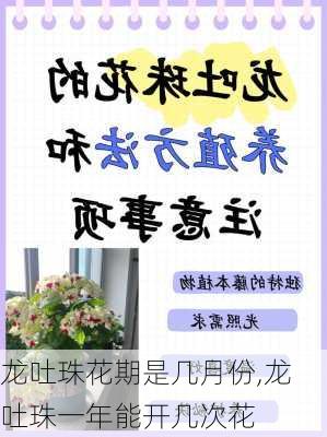 龙吐珠花期是几月份,龙吐珠一年能开几次花