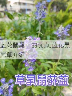 蓝花鼠尾草的优点,蓝花鼠尾草介绍