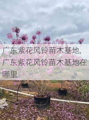 广东紫花风铃苗木基地,广东紫花风铃苗木基地在哪里