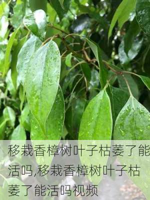 移栽香樟树叶子枯萎了能活吗,移栽香樟树叶子枯萎了能活吗视频