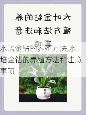 水培金钻的养殖方法,水培金钻的养殖方法和注意事项