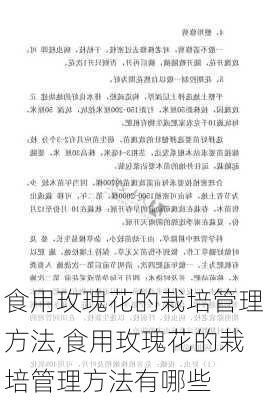 食用玫瑰花的栽培管理方法,食用玫瑰花的栽培管理方法有哪些