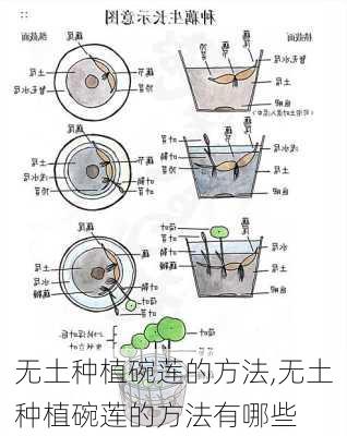 无土种植碗莲的方法,无土种植碗莲的方法有哪些