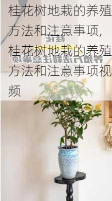 桂花树地栽的养殖方法和注意事项,桂花树地栽的养殖方法和注意事项视频