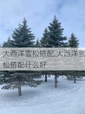 大西洋雪松搭配,大西洋雪松搭配什么好