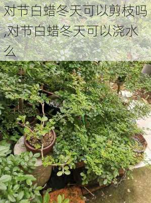 对节白蜡冬天可以剪枝吗,对节白蜡冬天可以浇水么