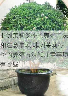 非洲茉莉冬季的养殖方法和注意事项,非洲茉莉冬季的养殖方法和注意事项有哪些