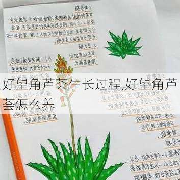 好望角芦荟生长过程,好望角芦荟怎么养