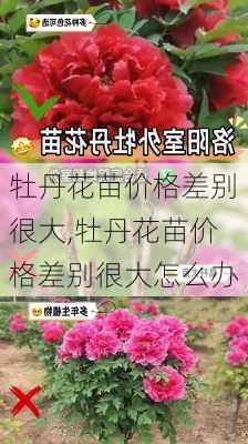 牡丹花苗价格差别很大,牡丹花苗价格差别很大怎么办