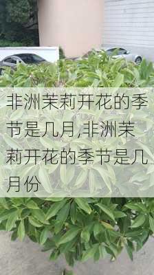 非洲茉莉开花的季节是几月,非洲茉莉开花的季节是几月份