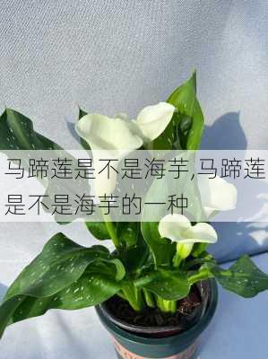 马蹄莲是不是海芋,马蹄莲是不是海芋的一种