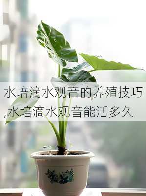 水培滴水观音的养殖技巧,水培滴水观音能活多久