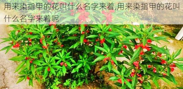 用来染指甲的花叫什么名字来着,用来染指甲的花叫什么名字来着呢