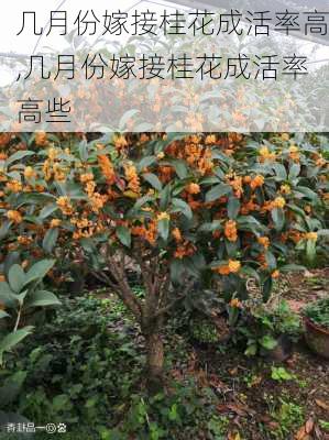 几月份嫁接桂花成活率高,几月份嫁接桂花成活率高些