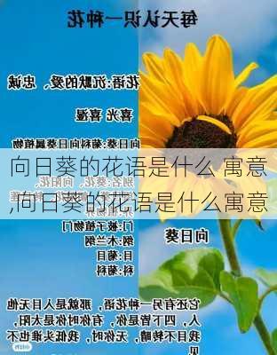 向日葵的花语是什么 寓意,向日葵的花语是什么寓意