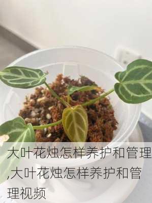 大叶花烛怎样养护和管理,大叶花烛怎样养护和管理视频