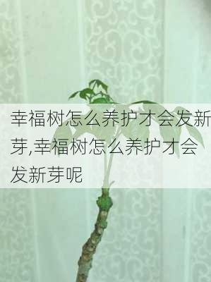 幸福树怎么养护才会发新芽,幸福树怎么养护才会发新芽呢