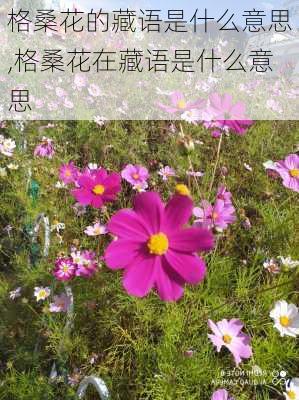 格桑花的藏语是什么意思,格桑花在藏语是什么意思