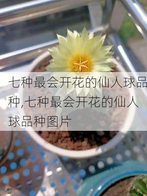 七种最会开花的仙人球品种,七种最会开花的仙人球品种图片